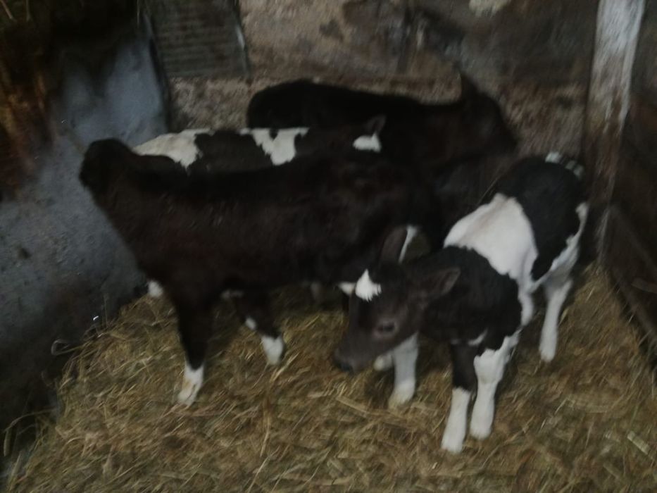 Продам телят и бычки