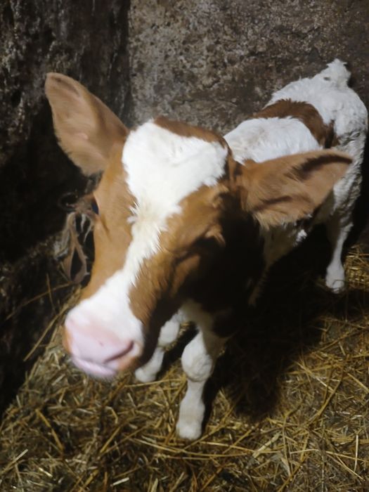 Vând vițea balțată