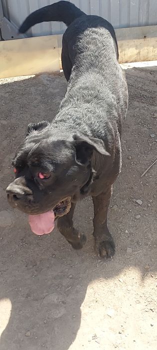 Итальянского Кане Корсо 6 мес мальчик