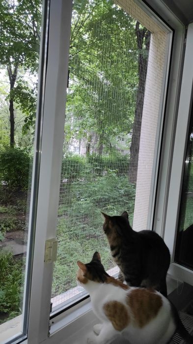 Plasa metalica pentru siguranța pisicutelor.