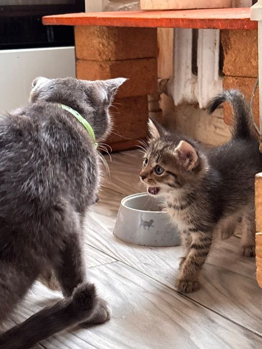 Отдам котят в добрые руки