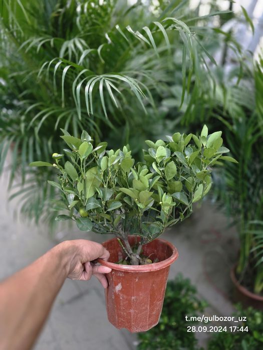 Комнатные растения Hona va ofis uchun gullar