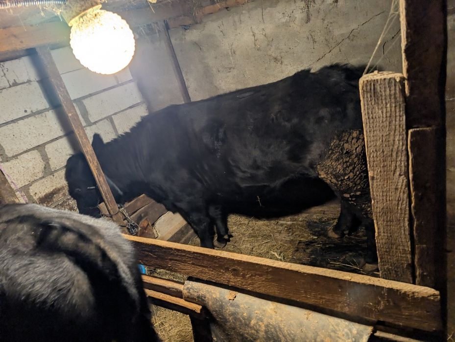 Vând vițel și vacă