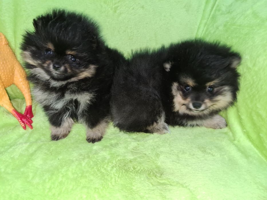 Продам щенков шпица.