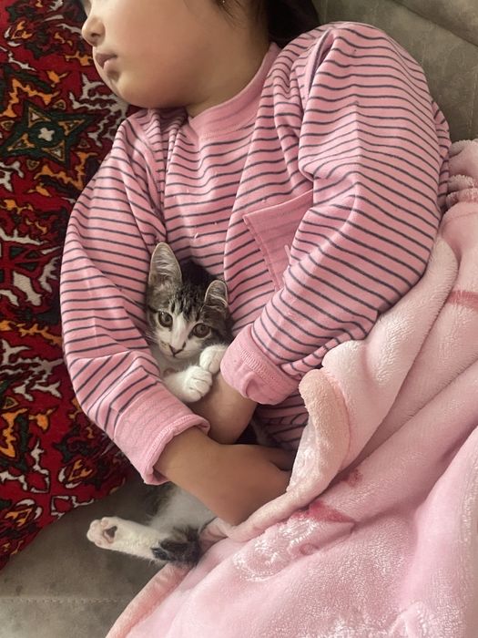 Срочно продается кошка