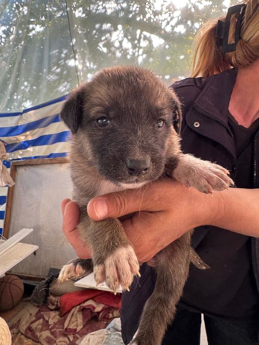 Животные собаки щенки