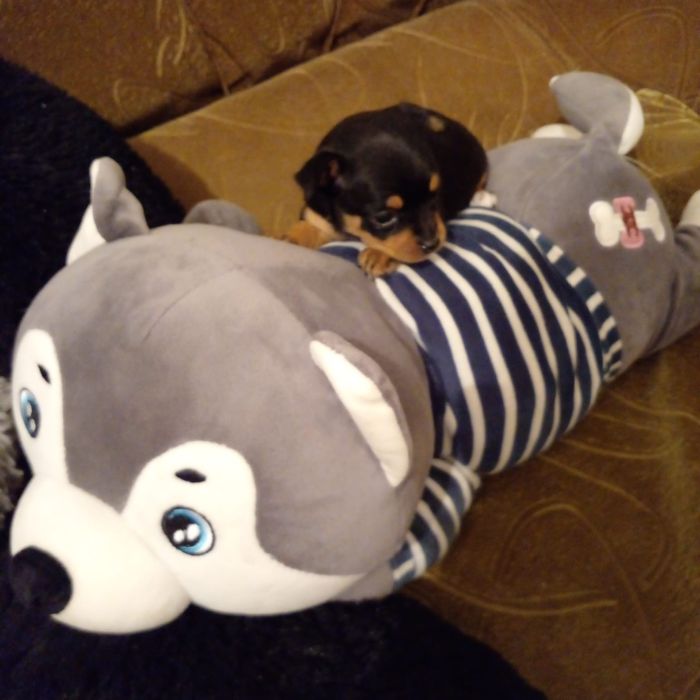 Продаются Чудики, мини Той Терьеры.