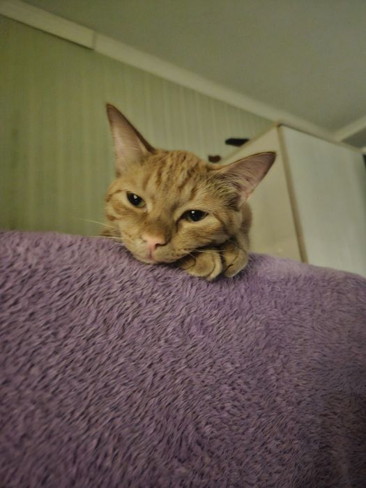 Рыжий кот очень ласковый