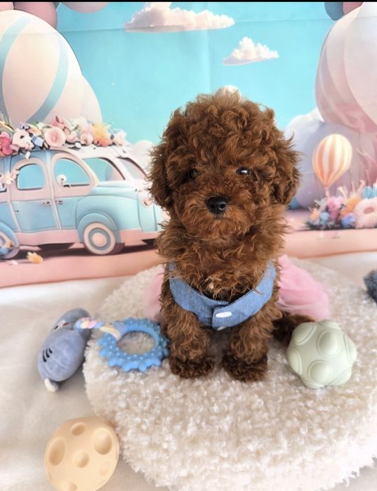 Пудел той Poodle toy с родословие
