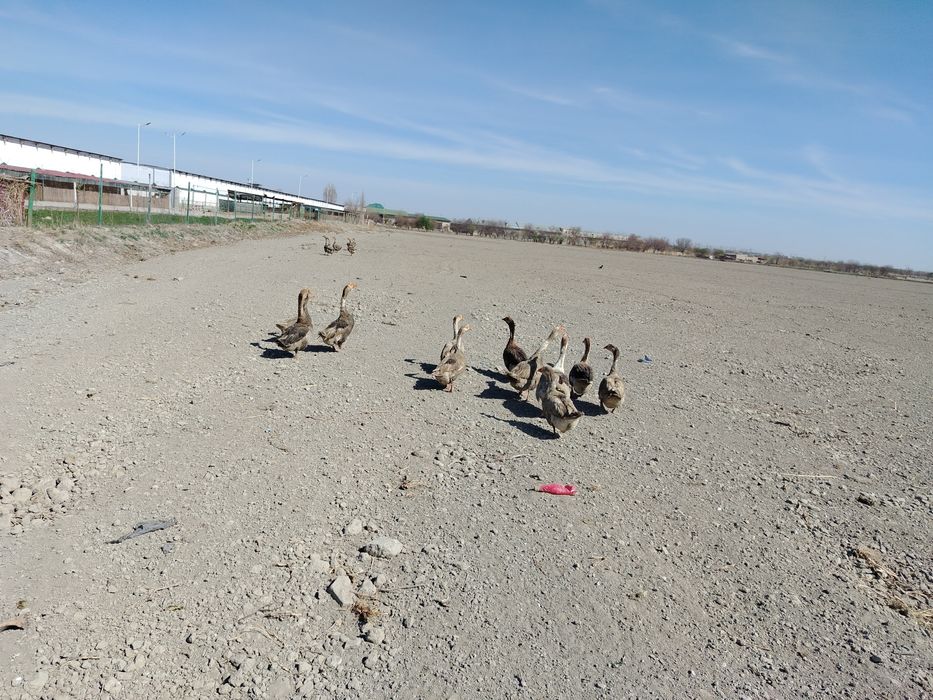 G'ozlar sotildi. Soglom