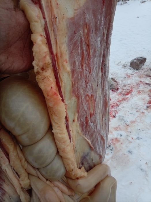 Ұрғашы тай семіз