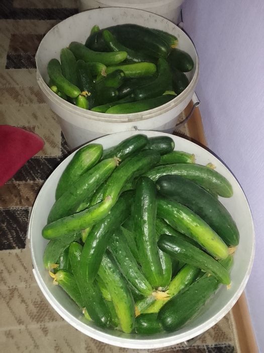 Огурцы домашние дачные
