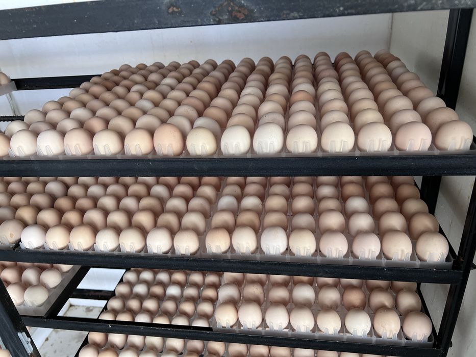 Яйцо инкубационный бройлера
