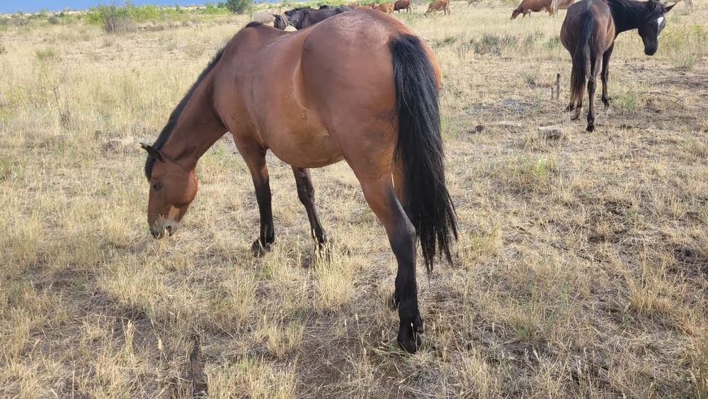 Лошади бараны крс