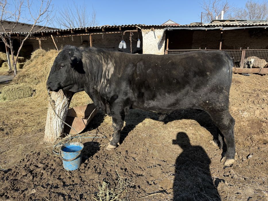 Абердин Ангус 3 жасар бұқа