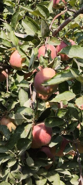 Ер участкаси сотилади