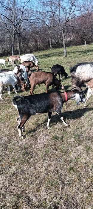 Vând capre anglonubiene