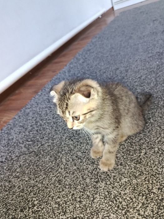 кошка вислоухая, кошка котята