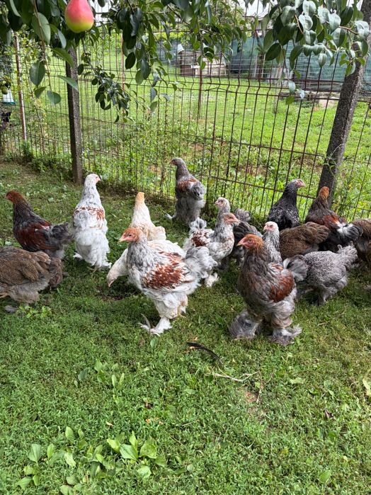 Brahma rotgesattelt și herminat închis