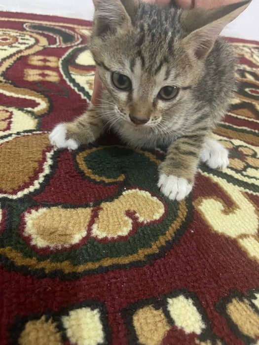 отдам бесплатно котят