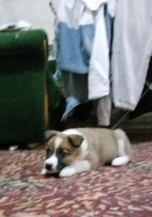 Прпала собачка боня