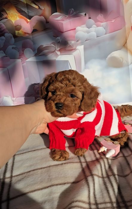 !РЕЗЕРВИРАНО!Пудел мини с родословие - 5 поколения назад