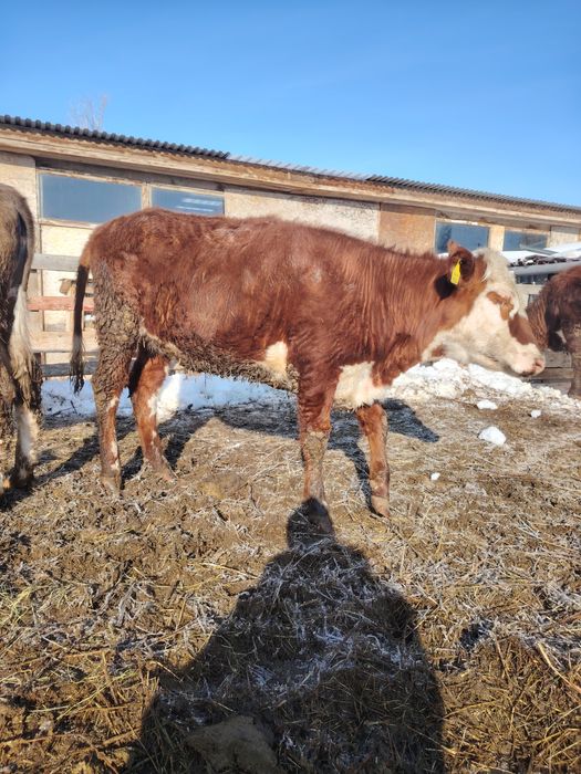 Продам двух тёлок.