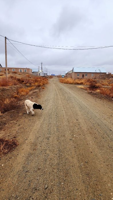 Тоза аэрапортда жой урин сотилади тоза курилаётган десат мактабни орка