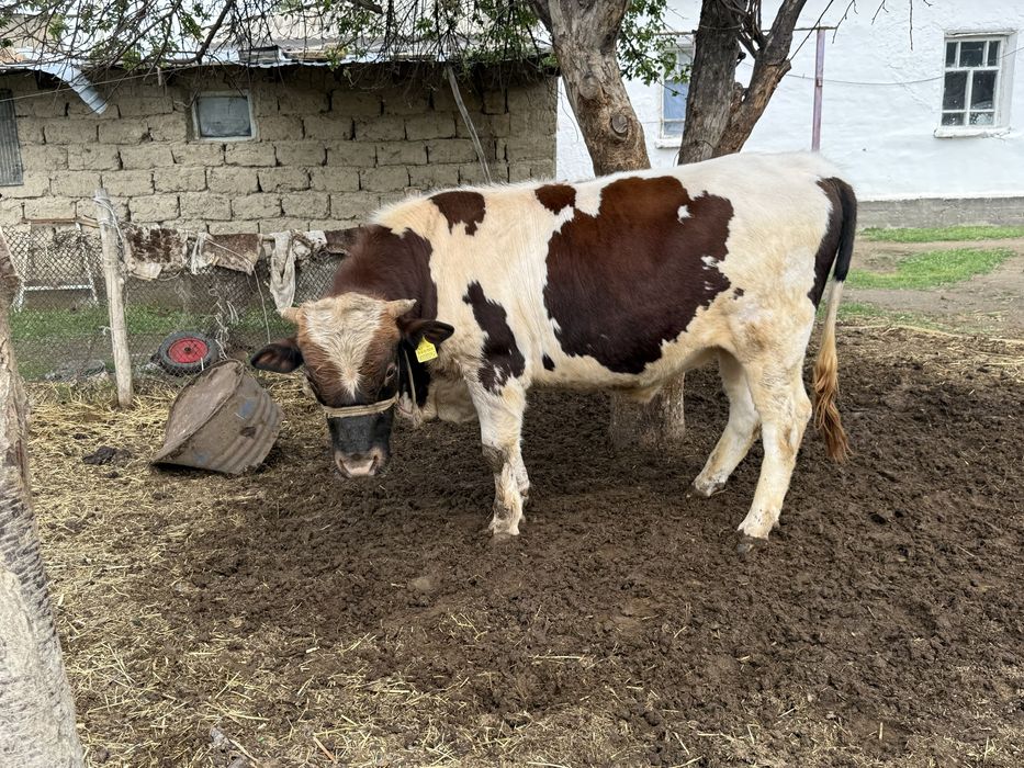 Бык бұқа бычок симентал лимузин сатылады