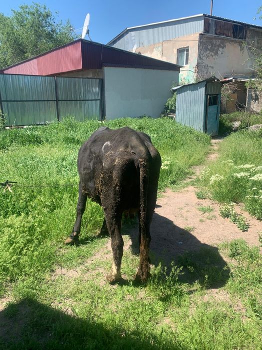 Продаю корову и тёлочку
