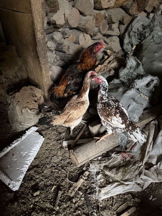 Бойцовский петух и куры