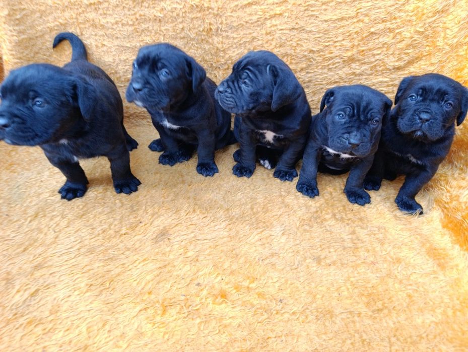 Кане Корсо с Паспорт !