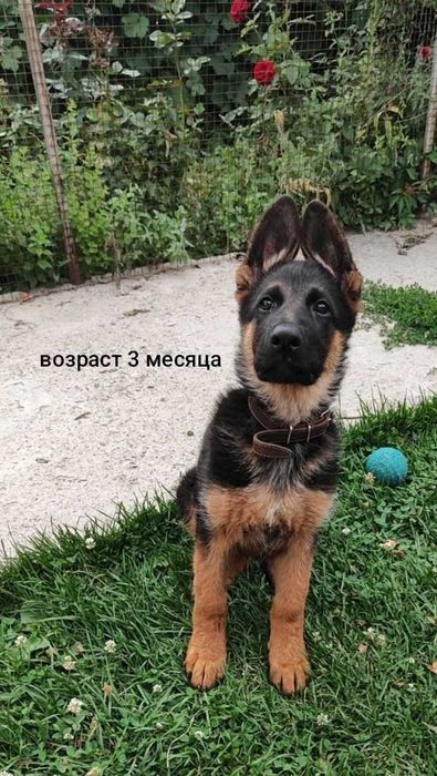 Щенки овчарки продается