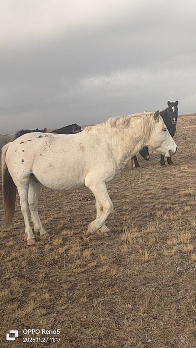 Айгыр сатылат.. .