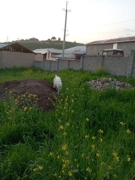 Алабай тоза зоти тоза