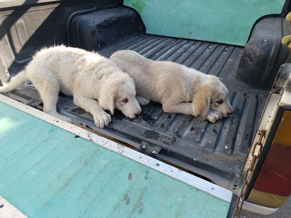 Щенки алабая четыре месяца