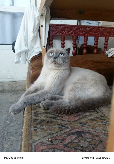 Британски скотиш