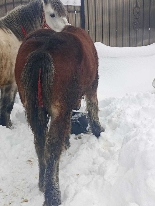 Vând mânz de 6 luni