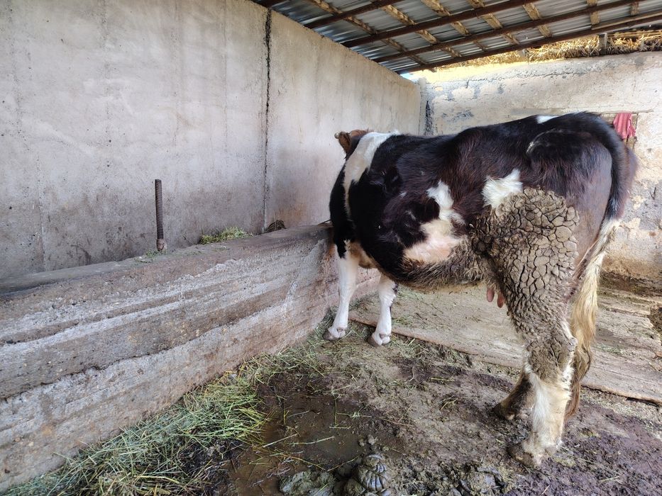 Сиыр сатылады отенай