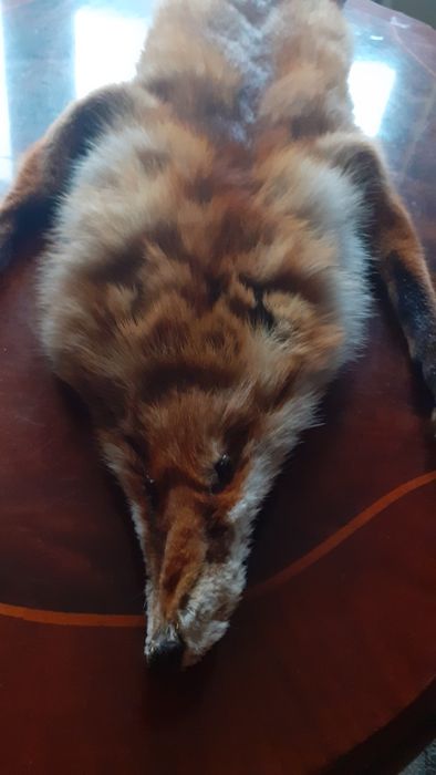 Vând blănuri de vulpi roșcate