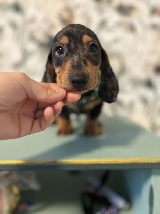 Mascul teckel din parinti cu Pedigree FCI