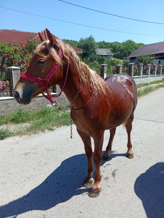De vânzare mânz de 2 Ani învățat la cariță detalii la tel 0750616882