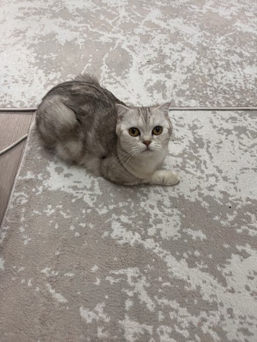 шотландская прямоушка. Ищем Шотландца вислоухова на вязку