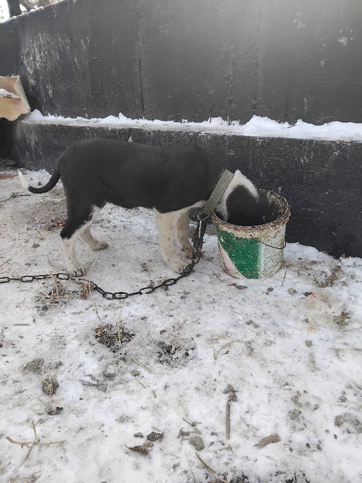 Ассалаумағалейкум күшік  сатылады 3айдан аскан ұргашы