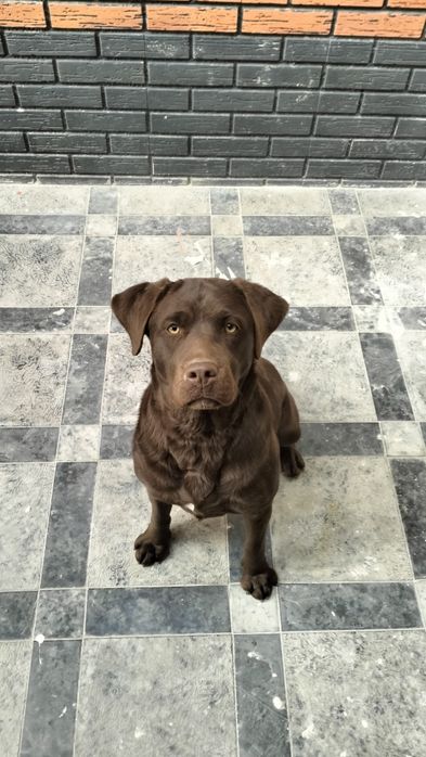 Лабрадор ретривер