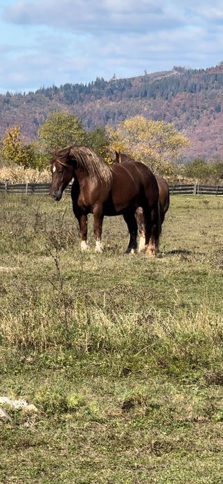 Mânji armăsari de vânzare