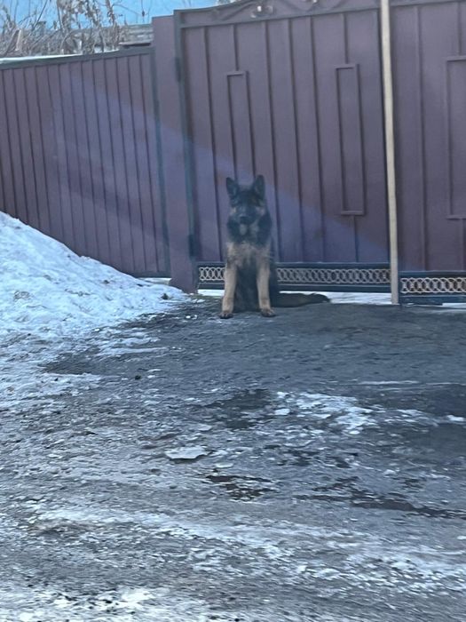 Немецкая овчарка