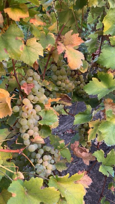 Struguri albi pentru vin