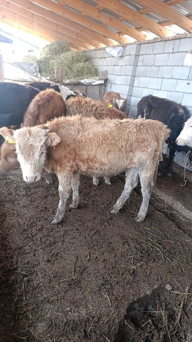 Бузаулар сатылады