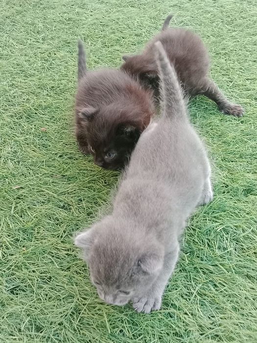 Отдам Котят  от 15 августа